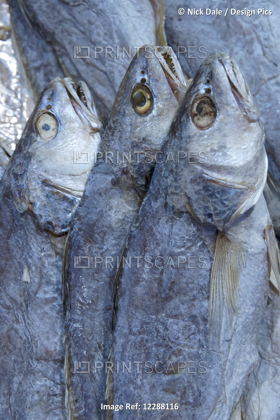 Three Dried Bluefish (Pomatomus Saltatrix) In Wet Market; Hong Kong, China