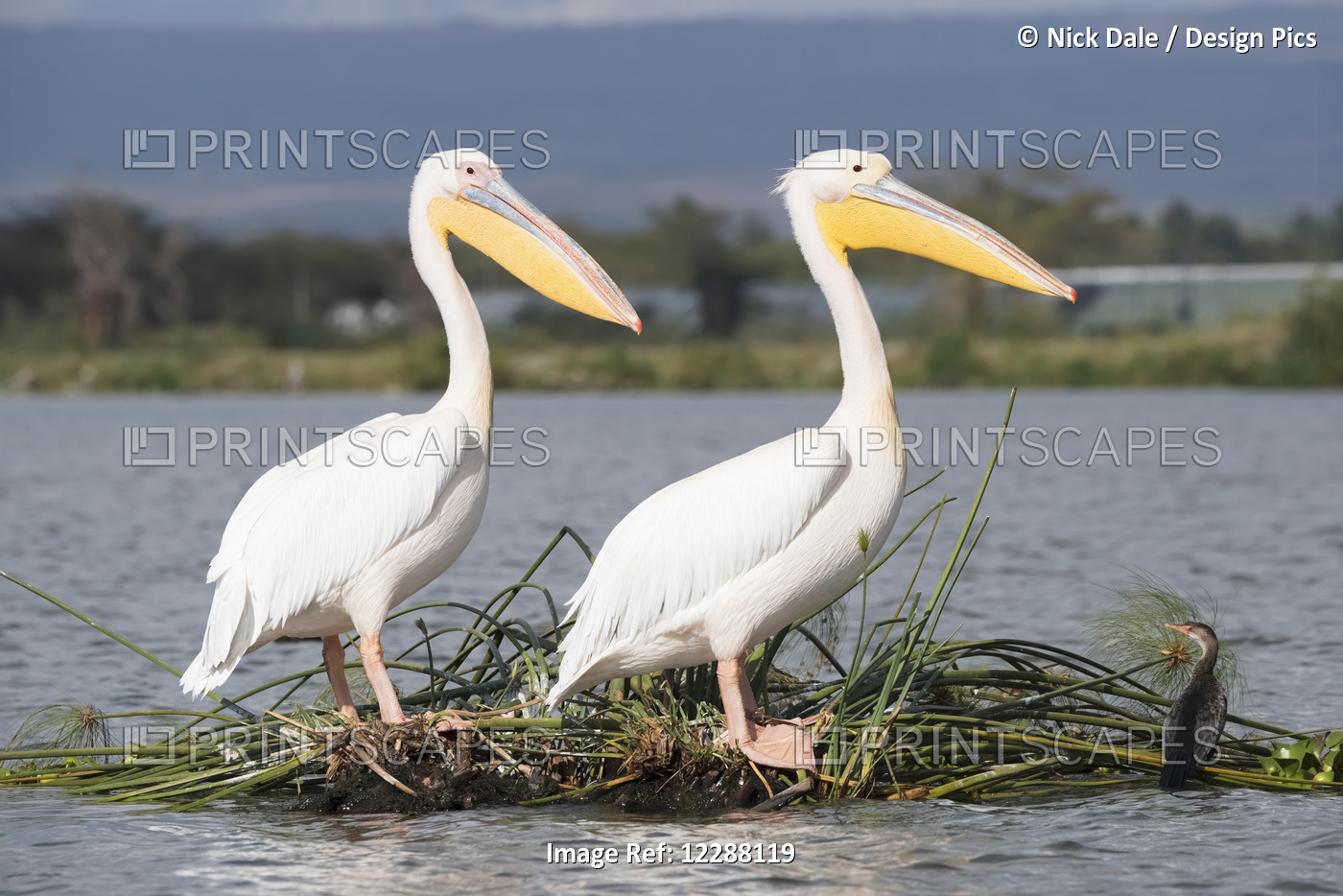 Two Pelicans With Yellow Bills, White Feathers And Pink Legs Are Perched On A ...