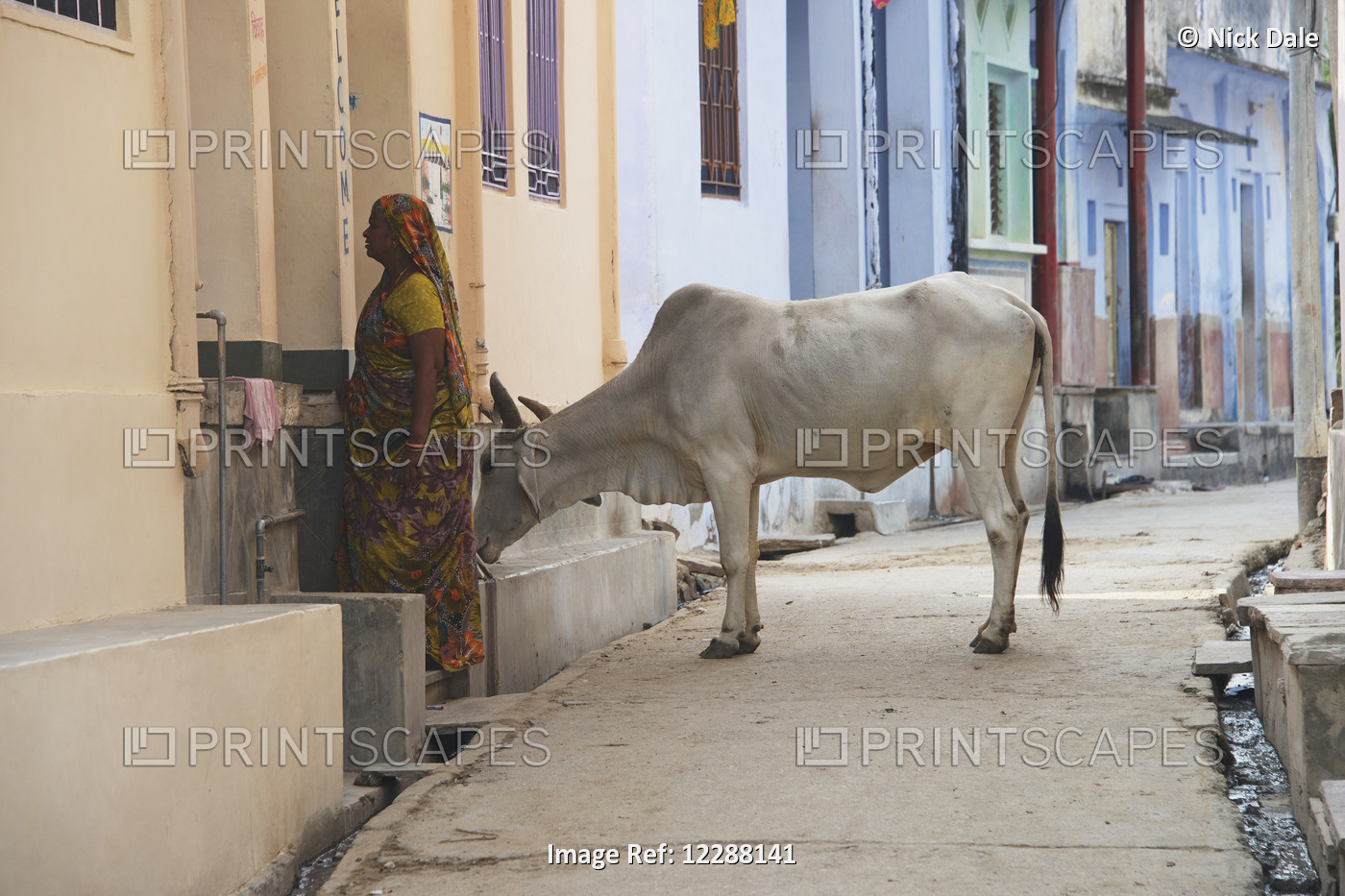 Woman With A Cow In A Street; Dharpatha Mal, Madhya Pradesh, India