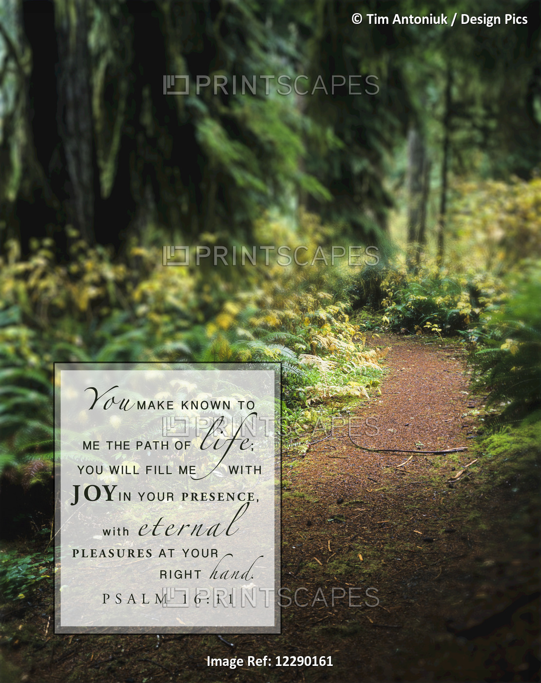 Image Of A Trail Going Through A Lush Forest And Scripture From Psalm 16:11