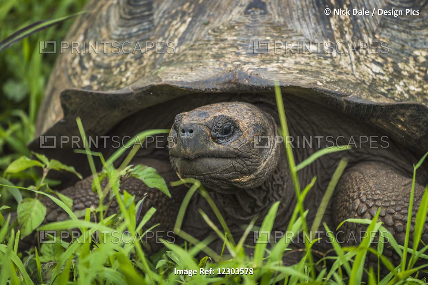 Close Up Of Galapagos Giant Tortoise (Chelonoidis Nigra) In Field; Galapagos ...