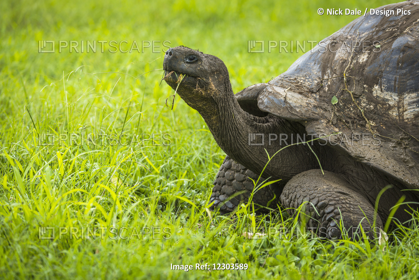 Galapagos Giant Tortoise (Chelonoidis Nigra) Chewing Grass In Field; Galapagos ...