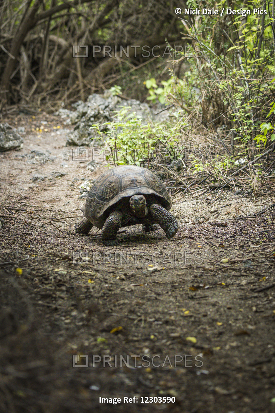Galapagos Giant Tortoise (Chelonoidis Nigra) Walking On Gravel Path; Galapagos ...