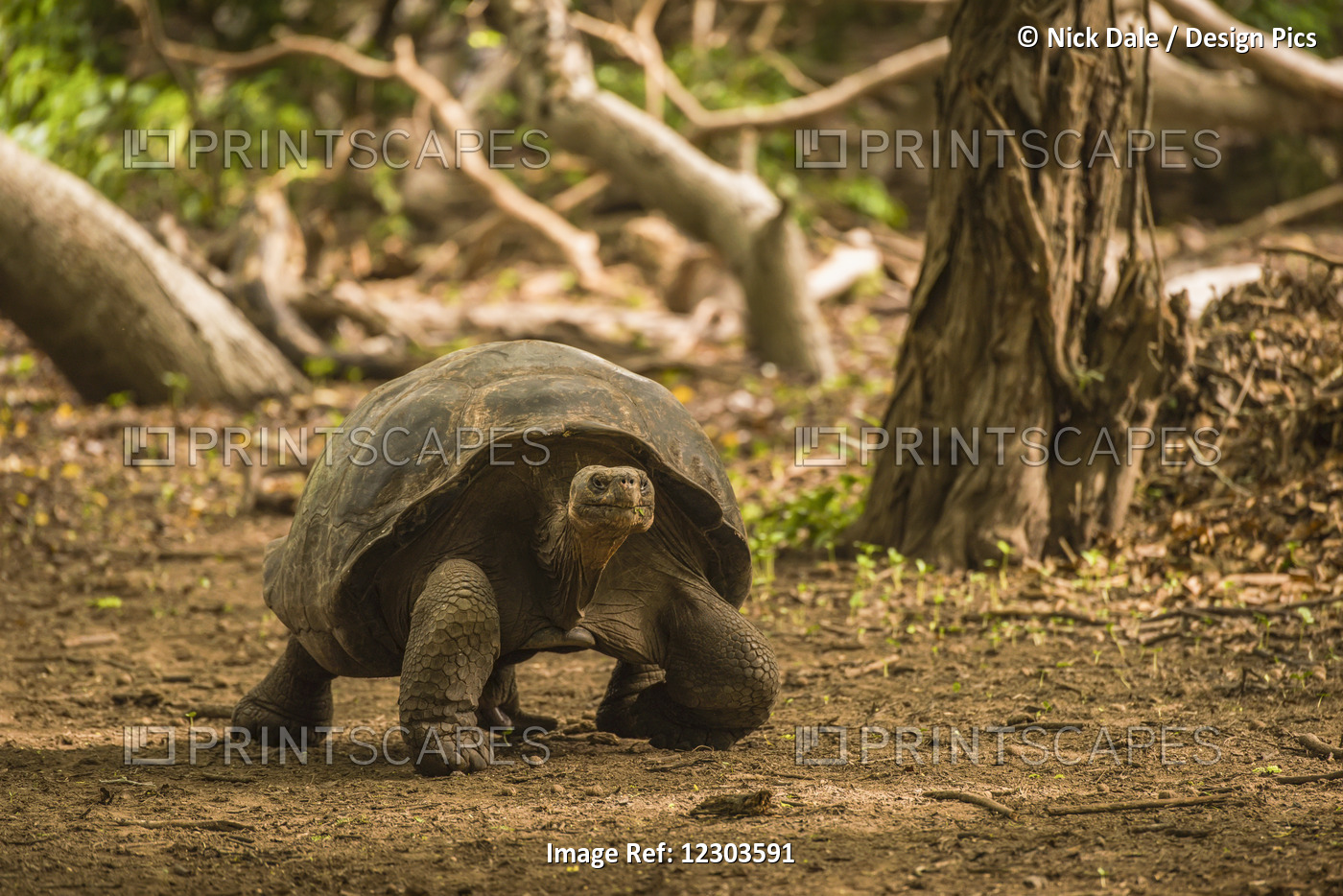 Galapagos Giant Tortoise (Chelonoidis Nigra) Walking Through Sunlit Woods; ...