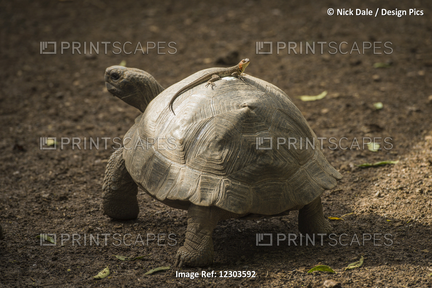 Galapagos Giant Tortoise (Chelonoidis Nigra) With Lizard On It's Shell; ...