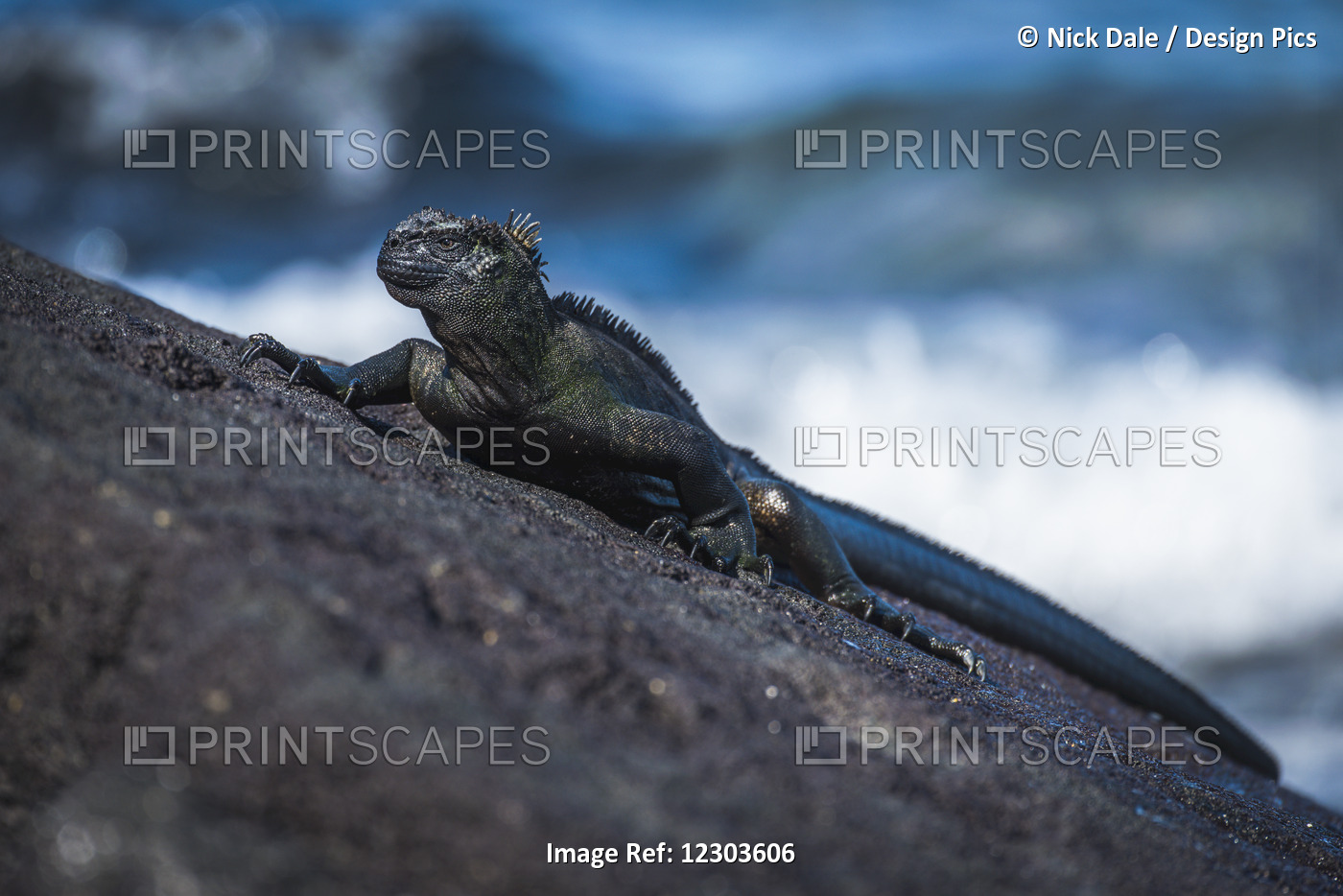 Marine Iguana (Amblyrhynchus Cristatus) On Sloping Rock Beside Sea; Galapagos ...