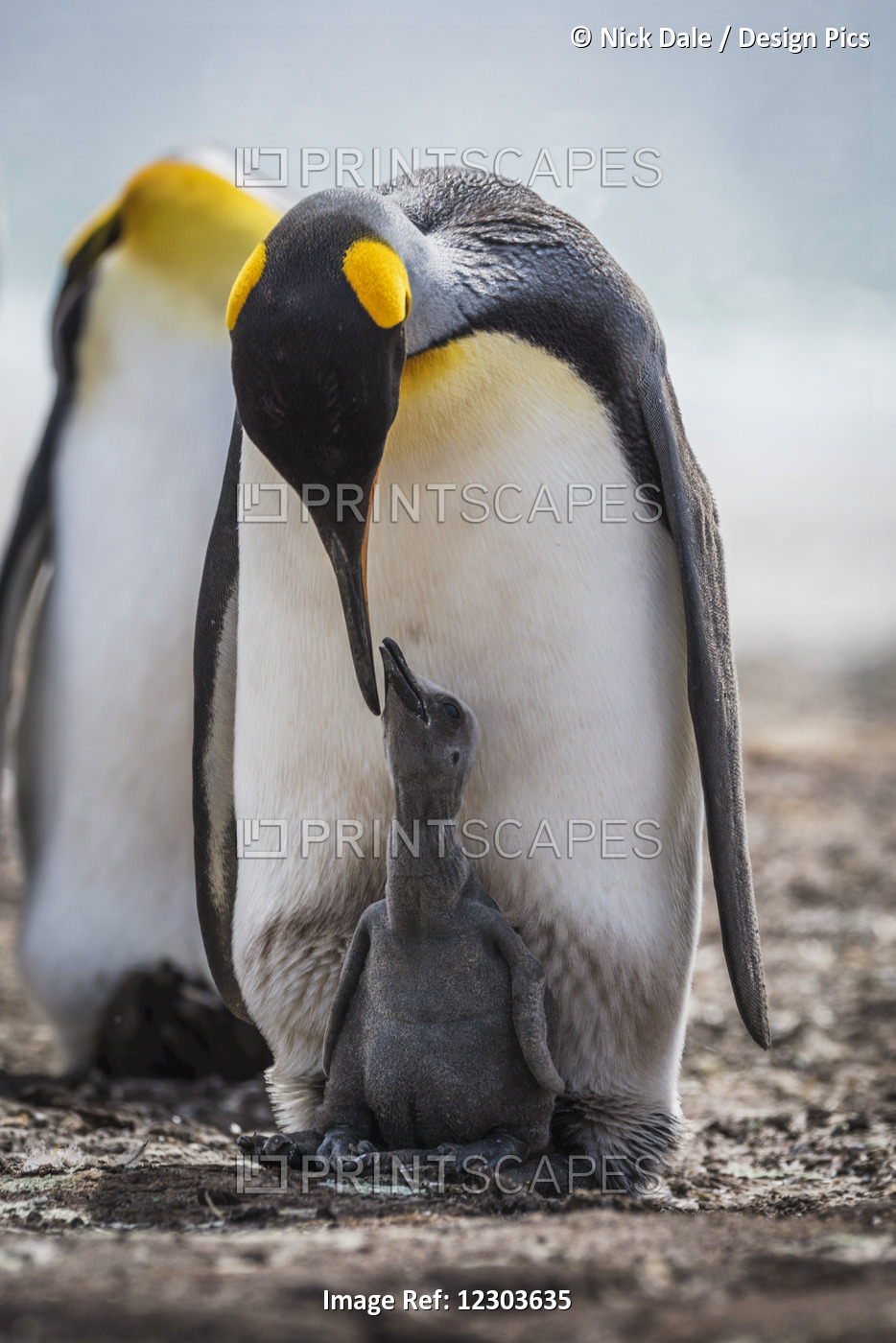 King Penguin (Aptenodytes Patagonicus) Preening Grey Chick Between Feet; ...