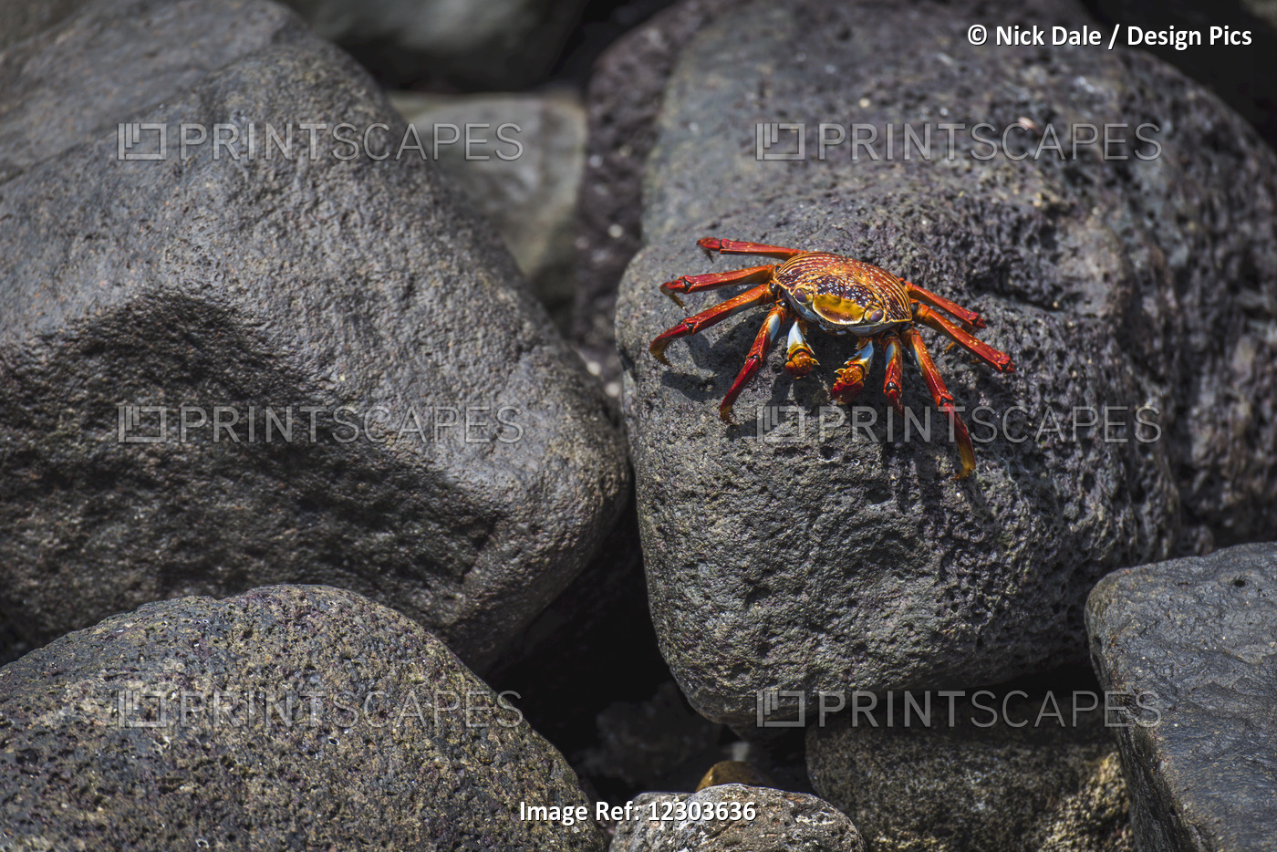 Sally Lightfoot Crab (Grapsus Grapsus) On Wet Volcanic Rock; Galapagos Islands, ...