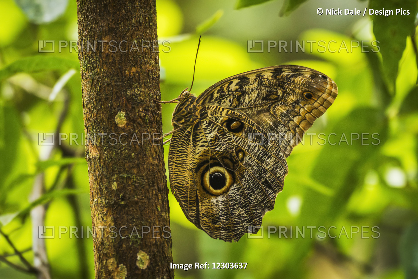 Achilles Morpho (Morpho Achilles) Butterfly Perched Vertically On Tree; Parana, ...