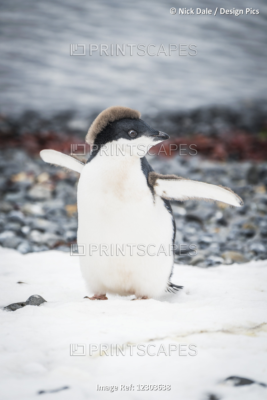 Adelie Penguin Chick (Pygoscelis Adeliae) On Snowy Shingle Beach; Antarctica