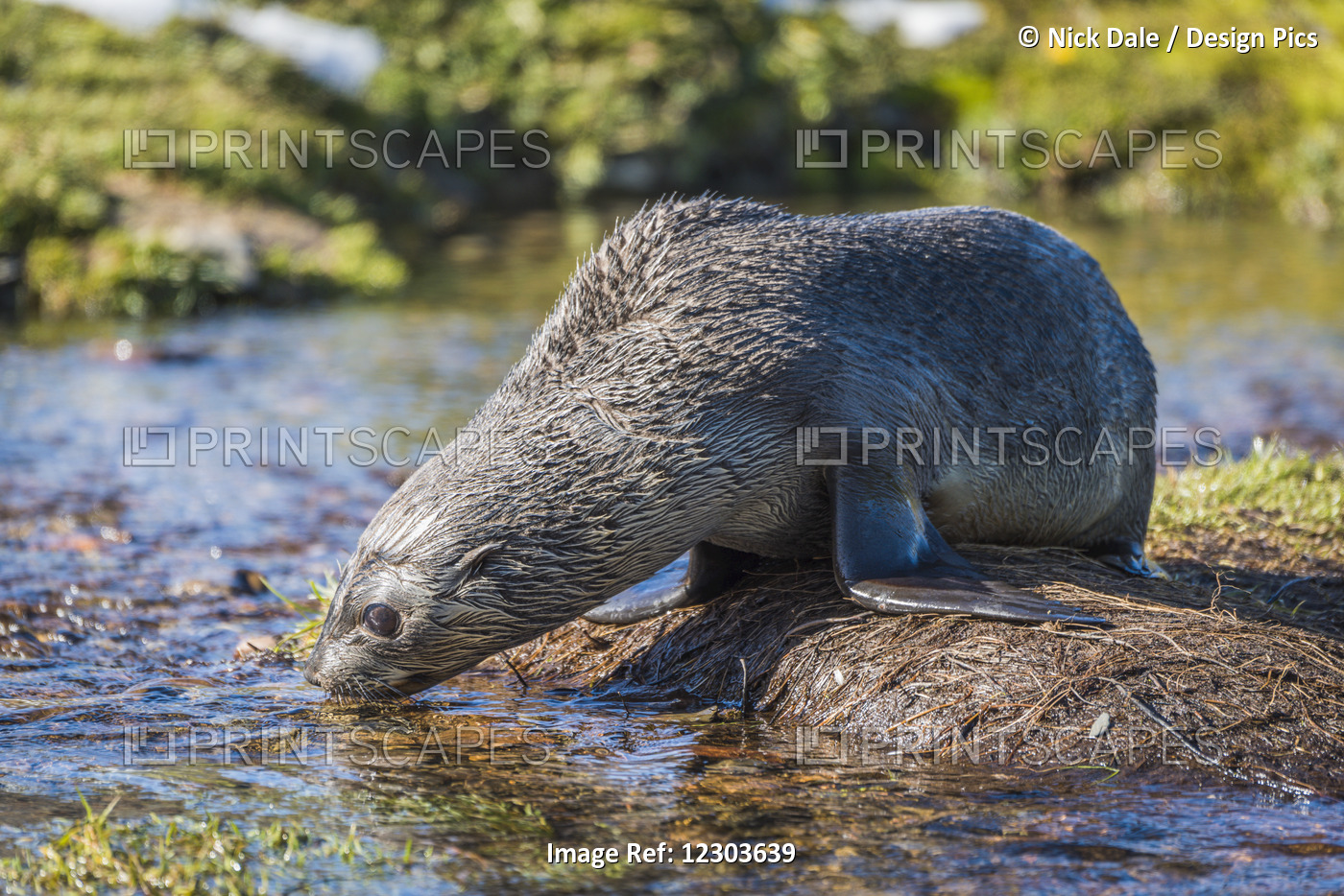 Antarctic Fur Seal (Arctocephalus Gazella) Drinking Water From Pond; Antarctica