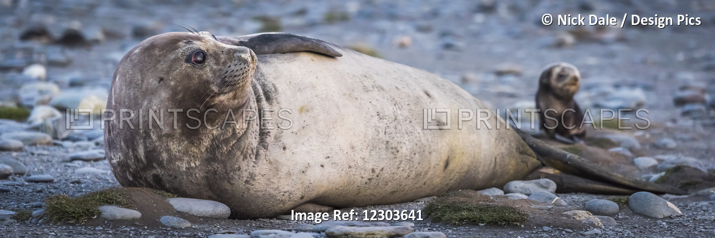 Antarctic Fur Seal Pup (Arctocephalus Gazella) Beside Elephant Seal (Mirounga ...