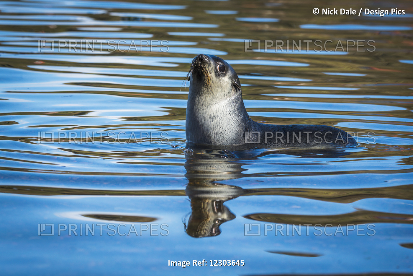 Antarctic Fur Seal (Arctocephalus Gazella) Reflected In Rippled Water; ...