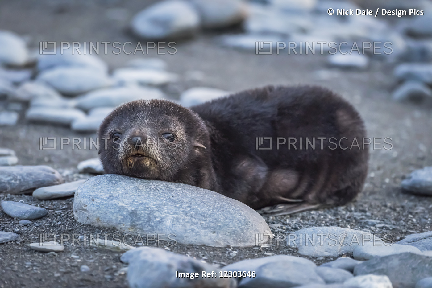 Antarctic Fur Seal (Arctocephalus Gazella) Resting Head On Stone; Antarctica
