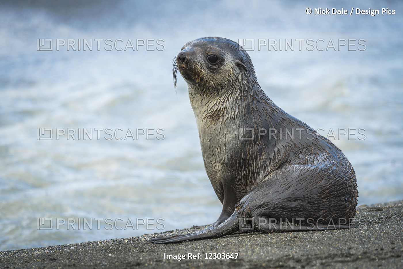 Antarctic Fur Seal (Arctocephalus Gazella) Sitting On A Sandy Beach; Antarctica