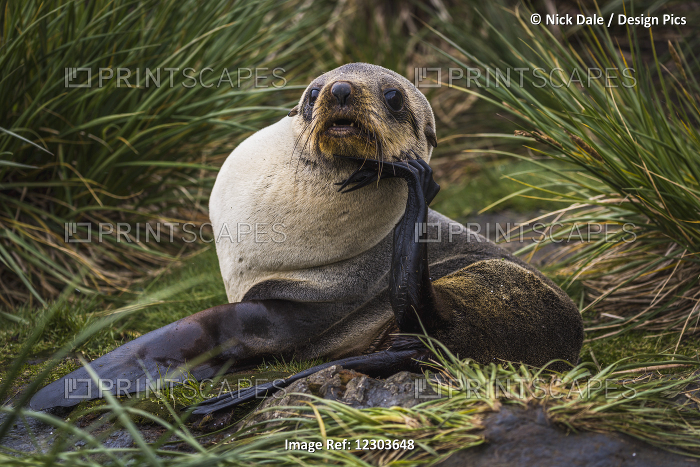 Antarctic Fur Seal (Arctocephalus Gazella) With Chin On Flipper; Antarcticanone