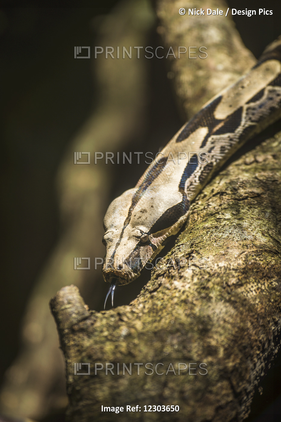 Boa Constrictor Flicking Out Tongue On Branch; Parana, Brazil