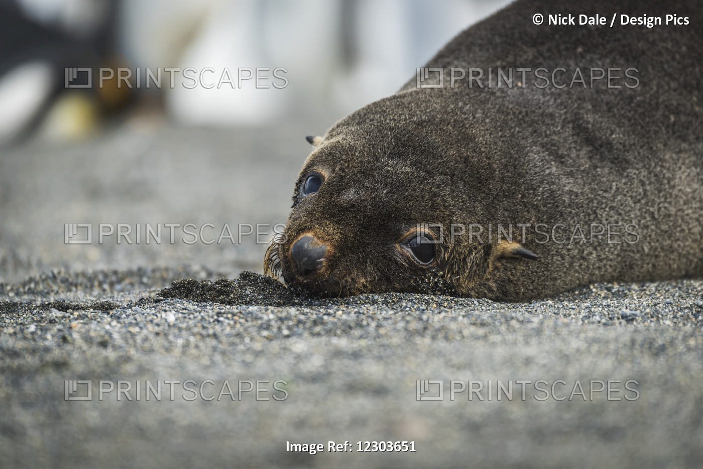 Close Up Of Antarctic Fur Seal (Arctocephalus Gazella) On Beach With King ...
