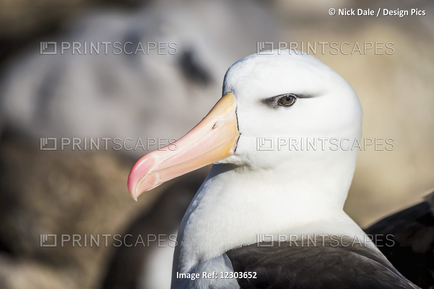 Close Up Of Black-Browed Albatross (Thalassarche Melanophrys) Nesting In ...