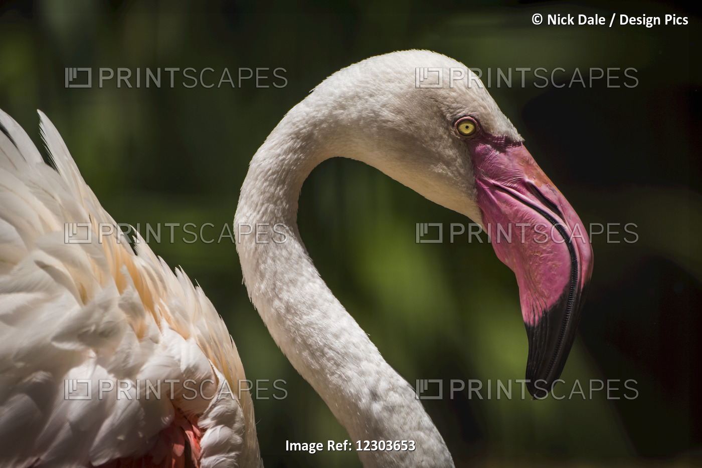 Close Up Of Chilean Flamingo (Phoenicopterus Chilensis) Head And Wings; Parana, ...