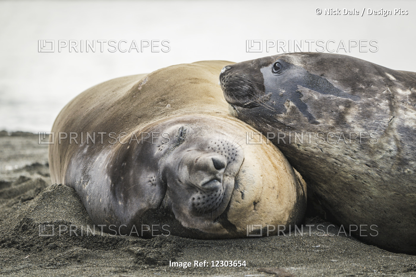 Close Up Of Elephant Seal (Mirounga Leonina) Resting On Another; Antarctica