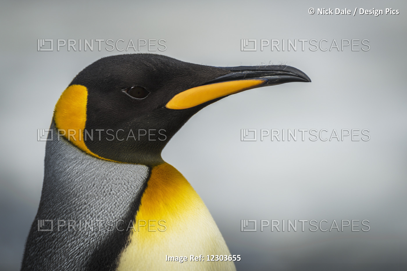 Close Up Of King Penguin (Aptenodytes Patagonicus) With Grey Background; ...