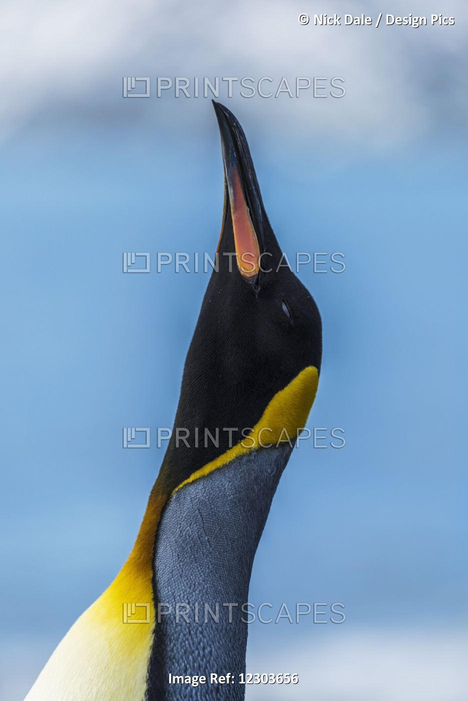 Close Up Of King Penguin (Aptenodytes Patagonicus) With Stretched Neck; ...