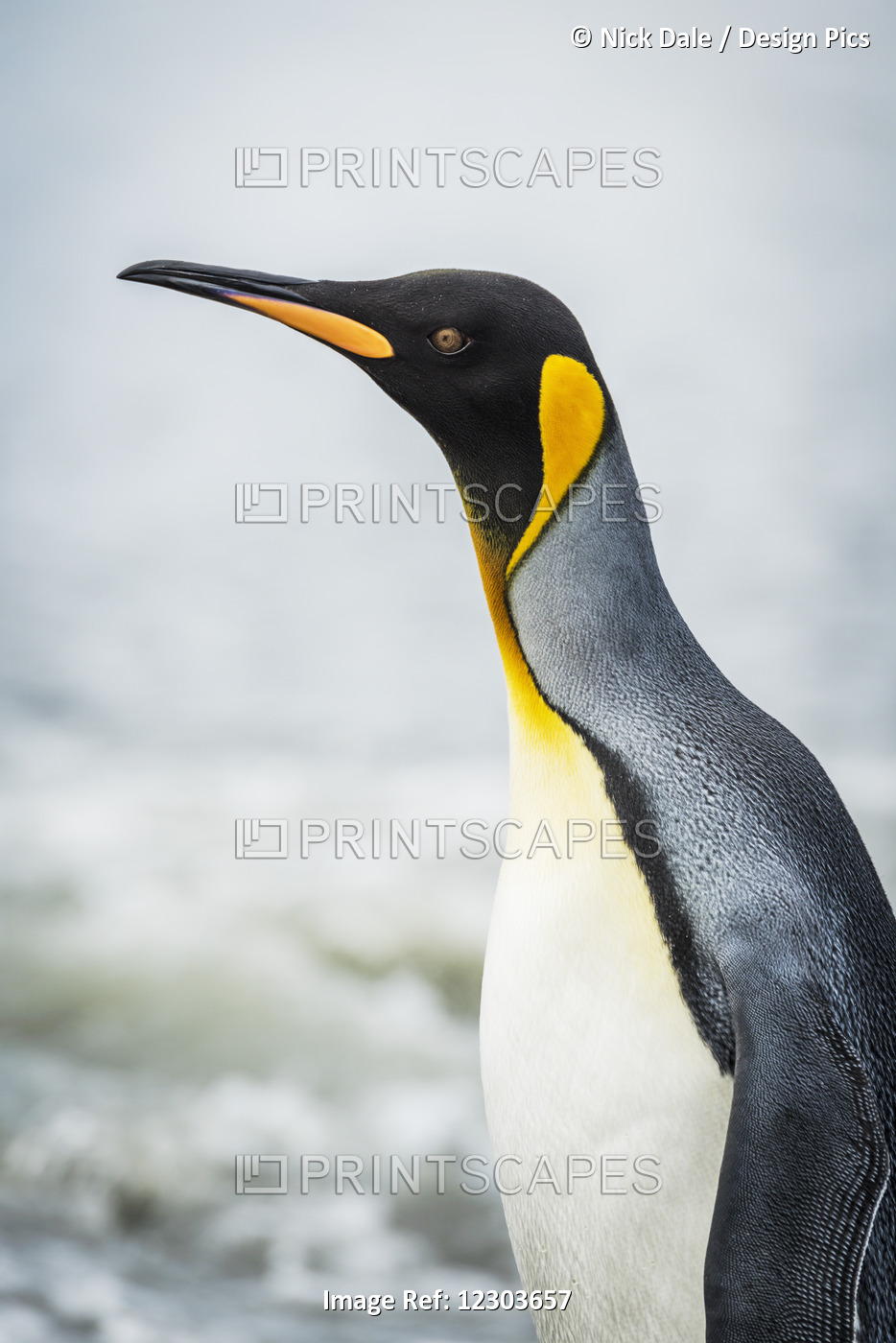 Close Up Of King Penguin (Aptenodytes Patagonicus) With Surf Behind; Antarctica