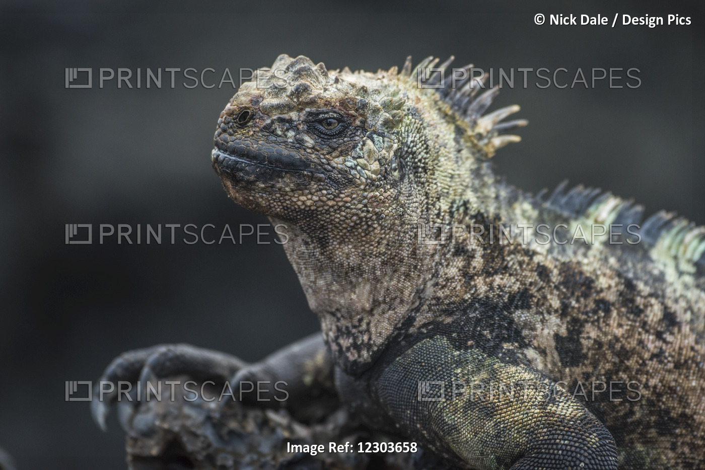Close Up Of Marine Iguana (Amblyrhynchus Cristatus) On Volcanic Rock; Galapagos ...
