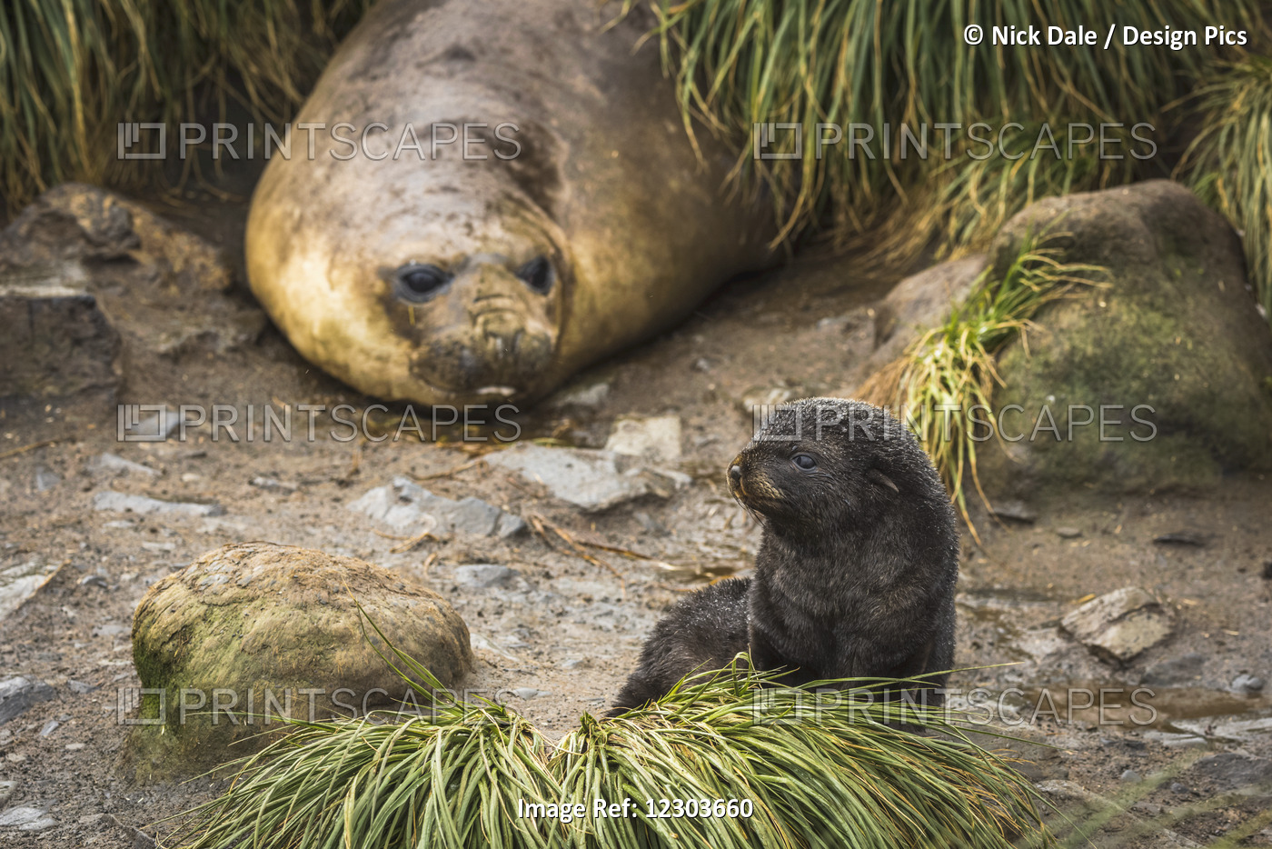 Elephant Seal (Mirounga Leonina) Behind Antarctic Fur Seal Pup (Arctocephalus ...