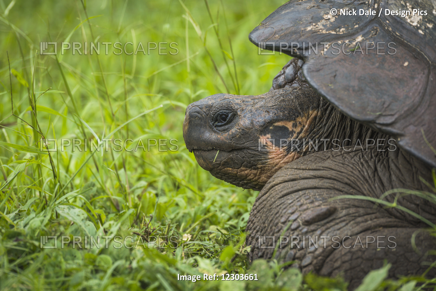 Front Of Galapagos Giant Tortoise (Geochelone Nigrita) In Profile; Galapagos ...