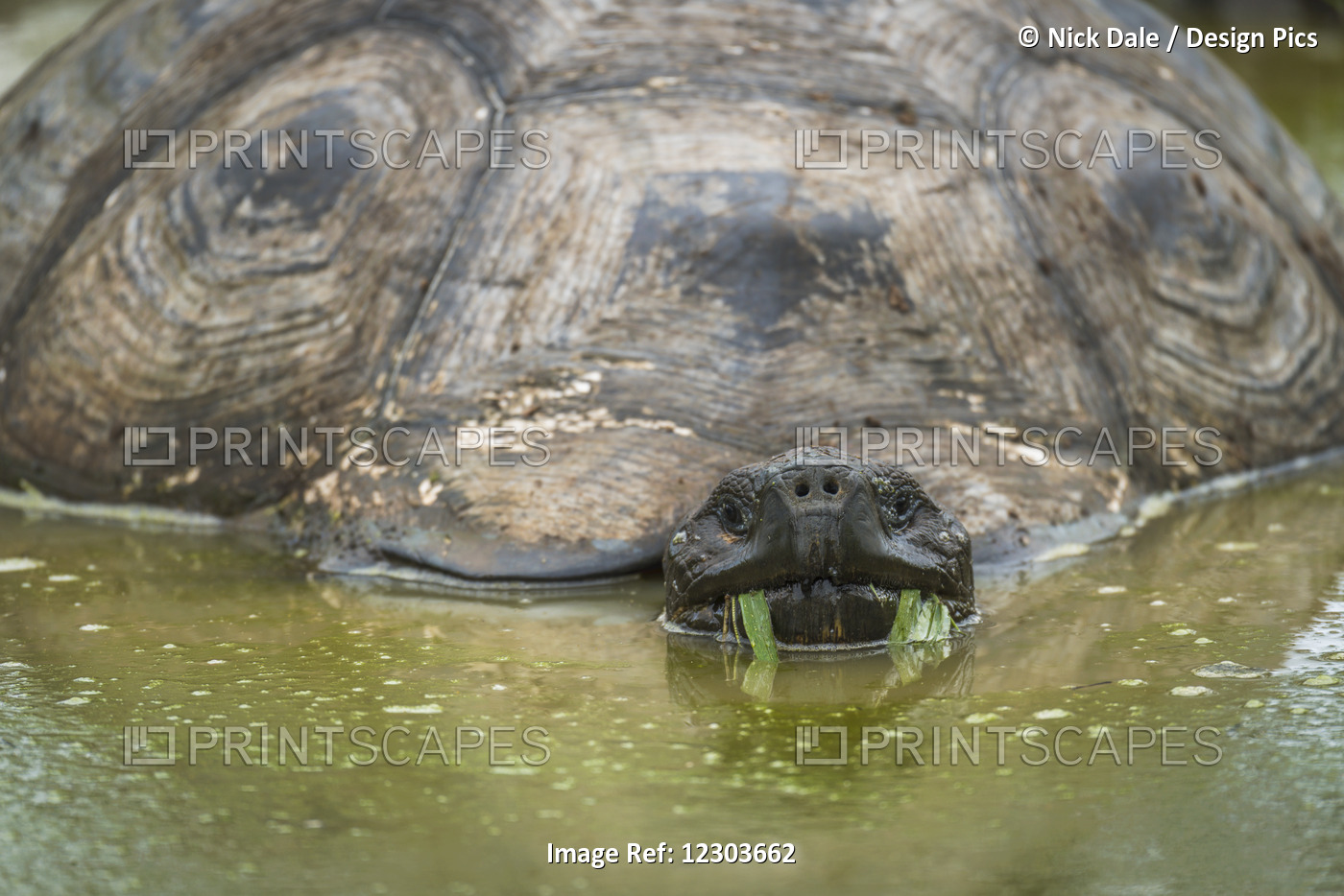 Galapagos Giant Tortoise (Geochelone Nigrita) Eating Grass In Pool; Galapagos ...