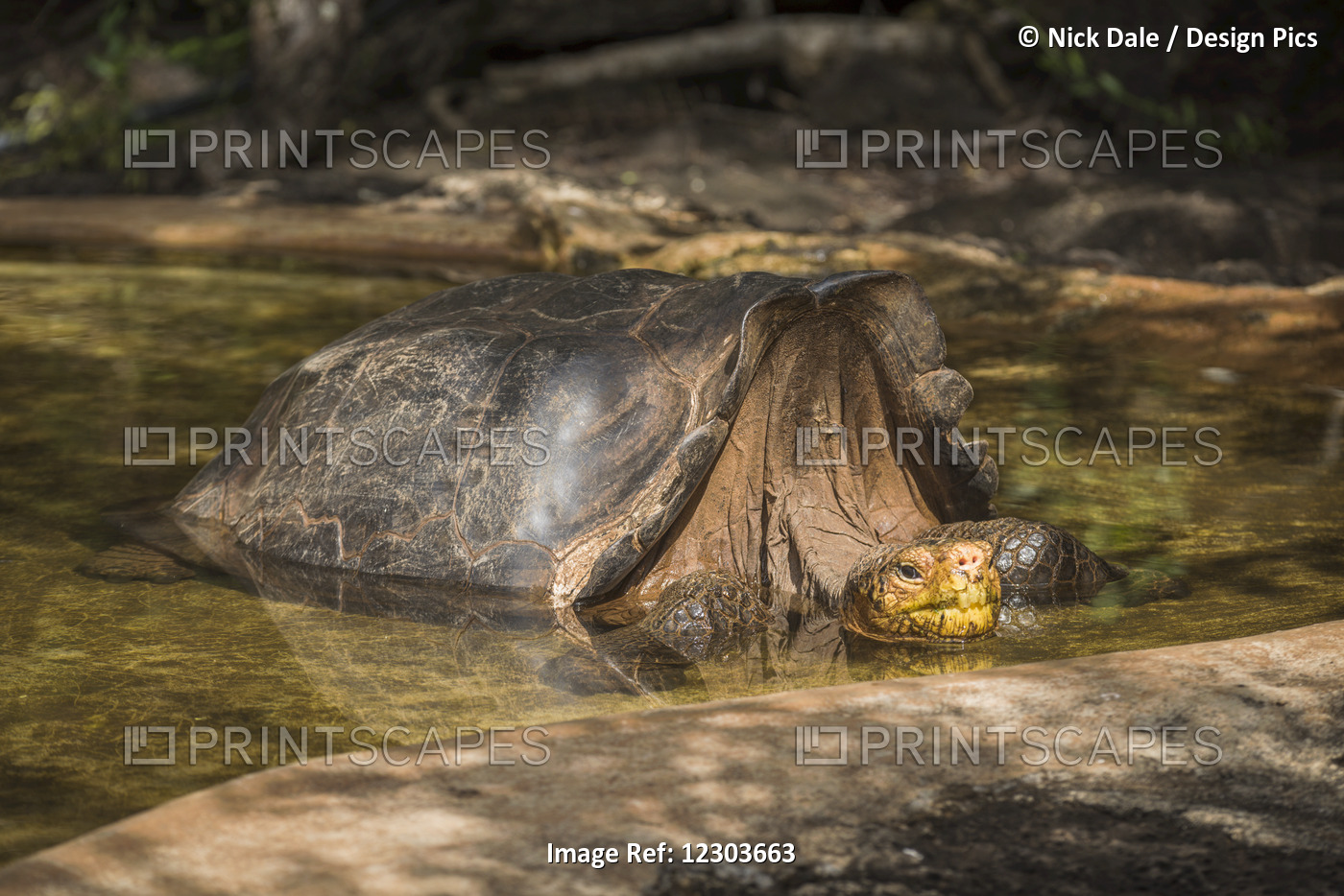Galapagos Giant Tortoise (Geochelone Hoodensis) In Artificial Concrete Pool; ...