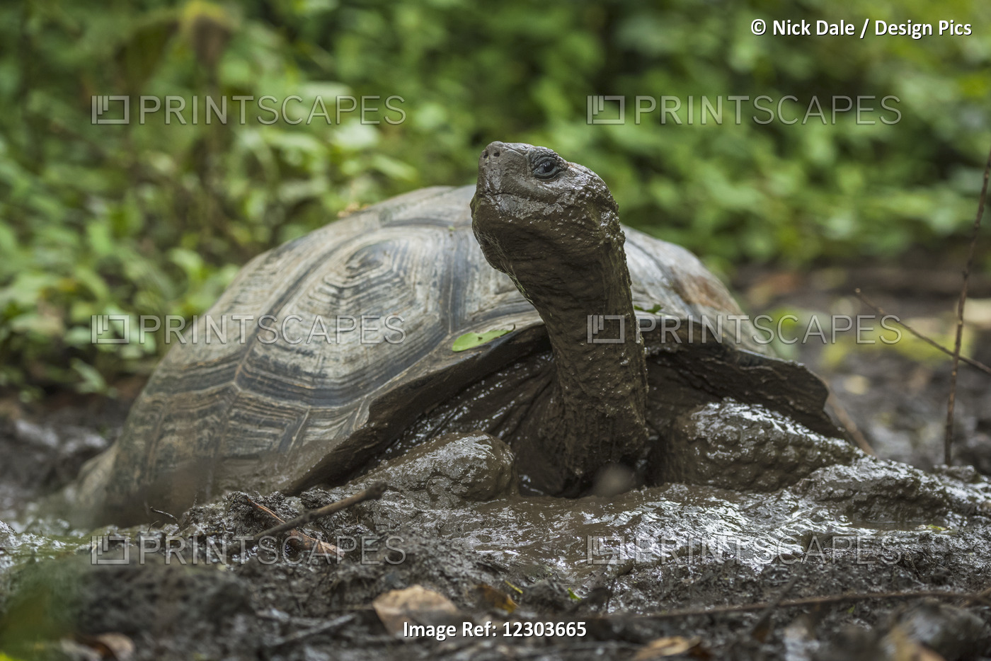 Galapagos Giant Tortoise (Geochelone Nigrita) In Muddy Forest Clearing; ...