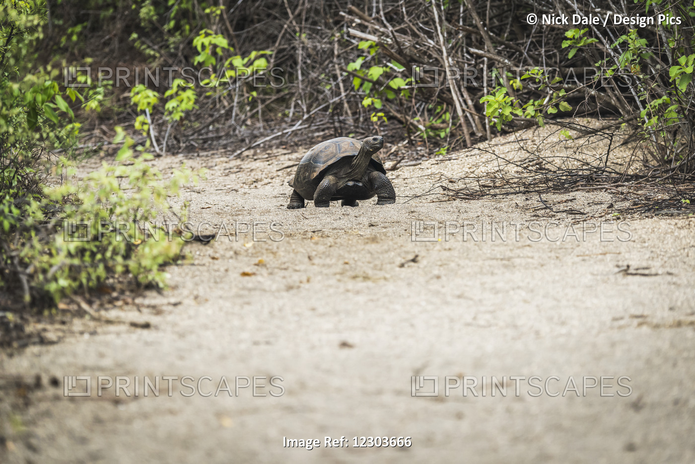 Galapagos Giant Tortoise (Geochelone Vandenburgi) Standing On Gravel Path; ...