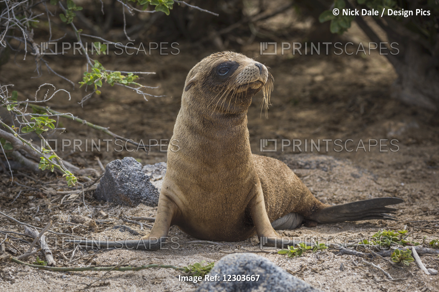 A Young Galapagos Sea Lion Pup (Zalophus Wollebacki) Is Lying On A Sandy Beach ...