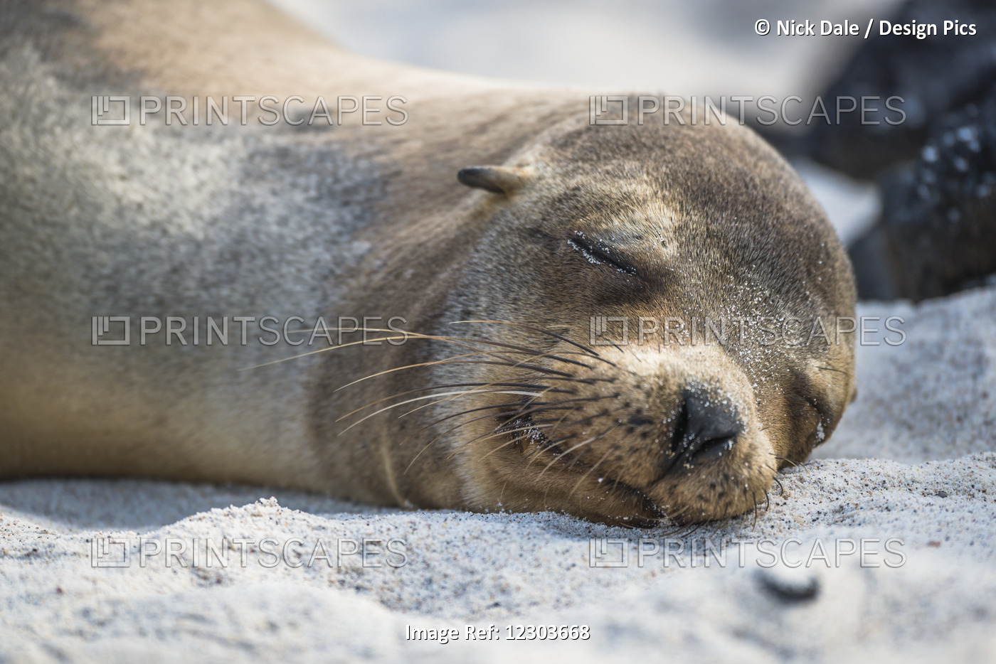 Galapagos Sea Lion (Zalophus Wollebaeki) Sleeping On Sandy Beach; Galapagos ...