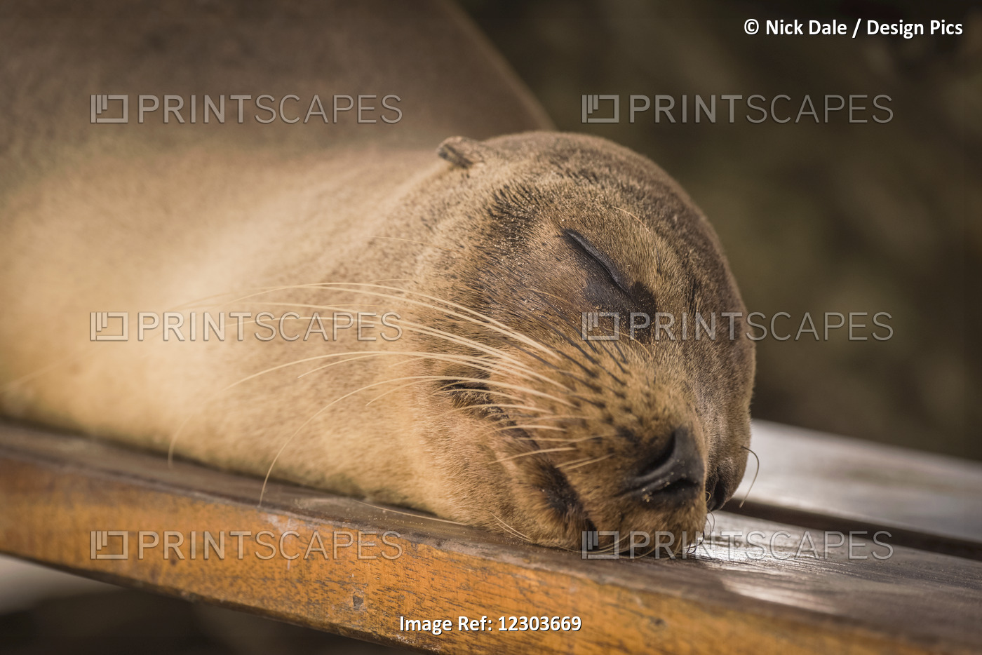 Galapagos Sea Lion (Zalophus Wollebaeki) Sleeping On Wooden Bench; Galapagos ...