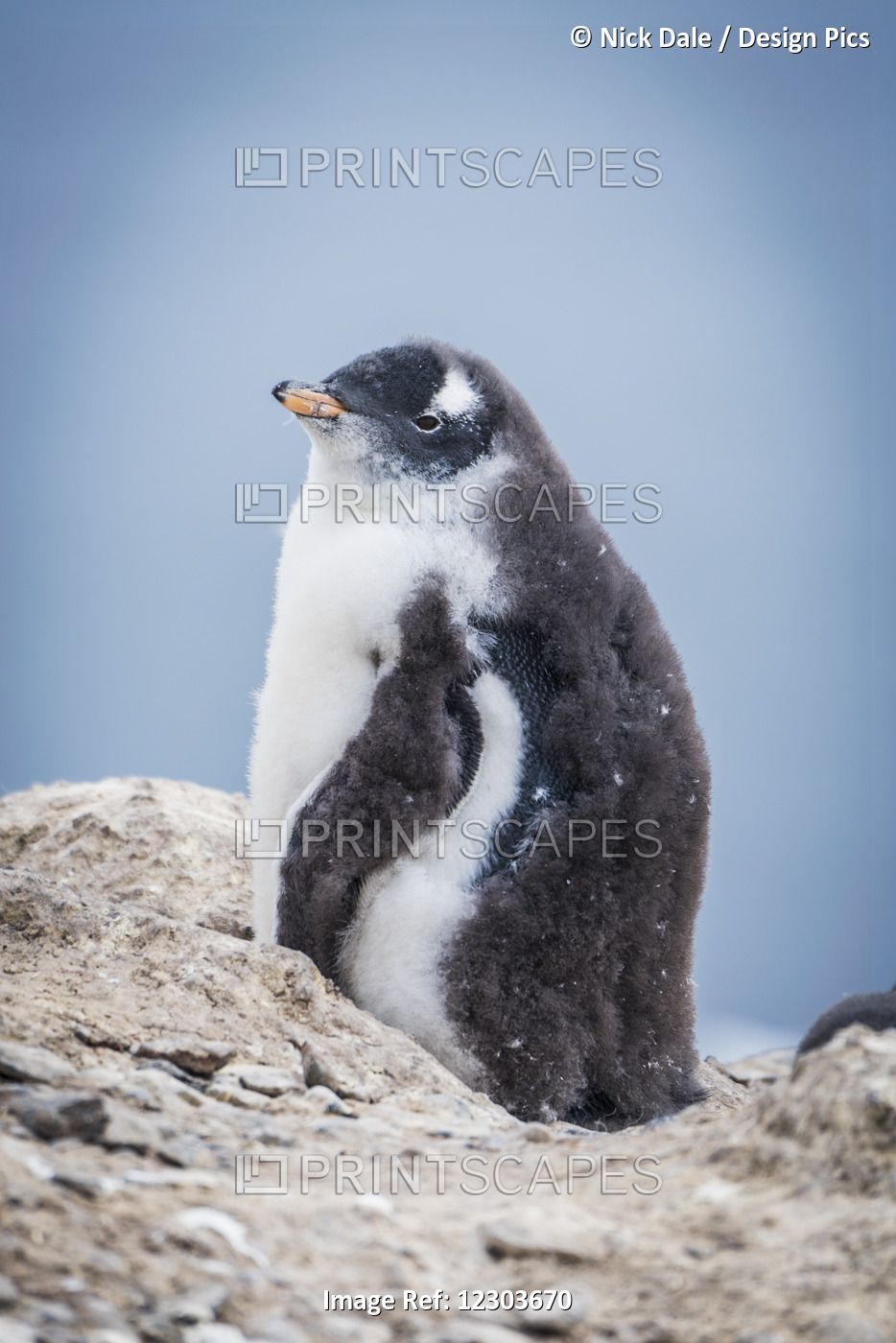Gentoo Penguin Chick (Pygoscelis Papua) In Profile On Rock; Antarctica