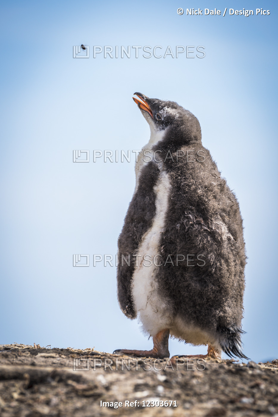 Gentoo Penguin Chick (Pygoscelis Papua) On Shingle Watches A Fly; Antarctica