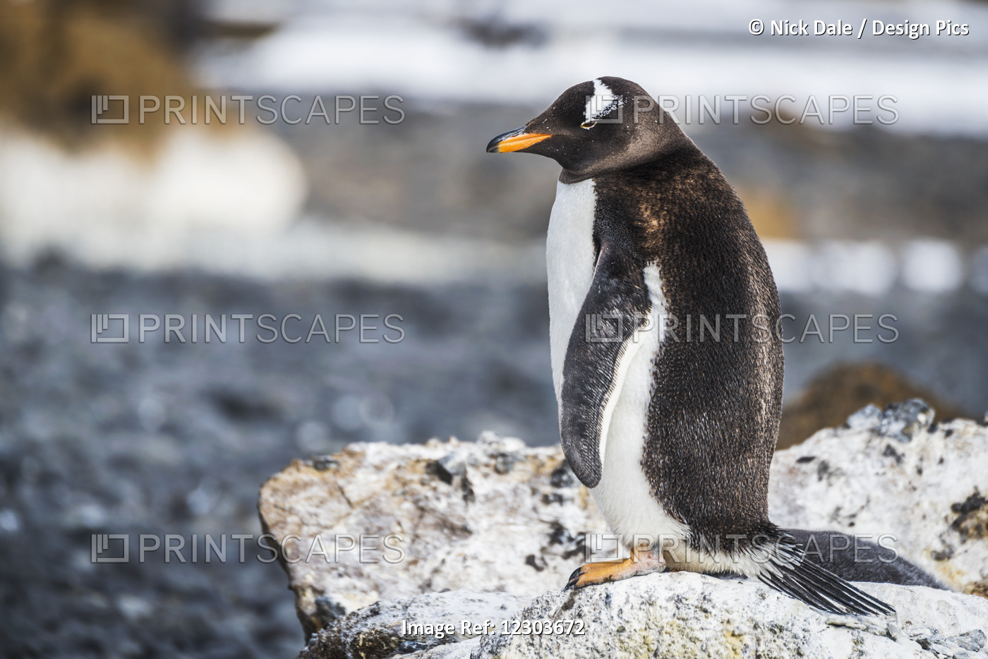 Gentoo Penguin (Pygoscelis Papua) Standing On Rock On Beach; Antarctica