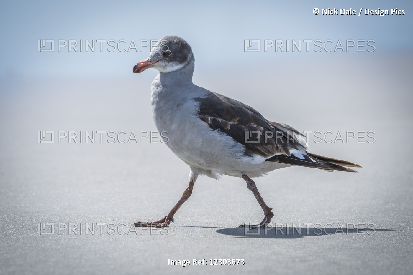 A Juvenile Dolphin Gull (Leucophaeus Scoresbii) Walks On A Sandy Beach In The ...