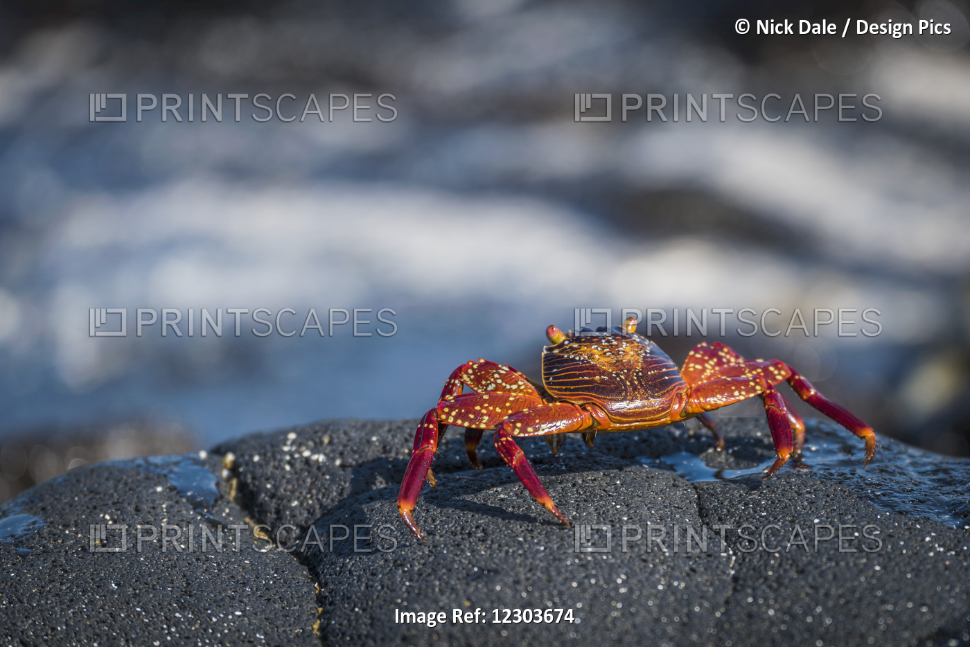 Juvenile Sally Lightfoot Crab (Grapsus Grapsus) On Wet Rock; Galapagos Islands, ...