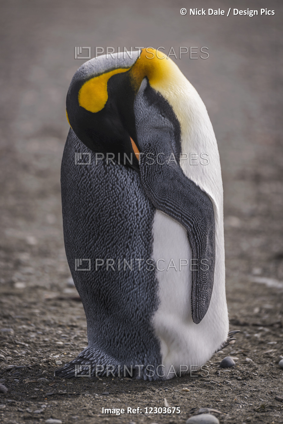 King Penguin (Aptenodytes Patagonicus) Asleep With Head Under Flipper; ...