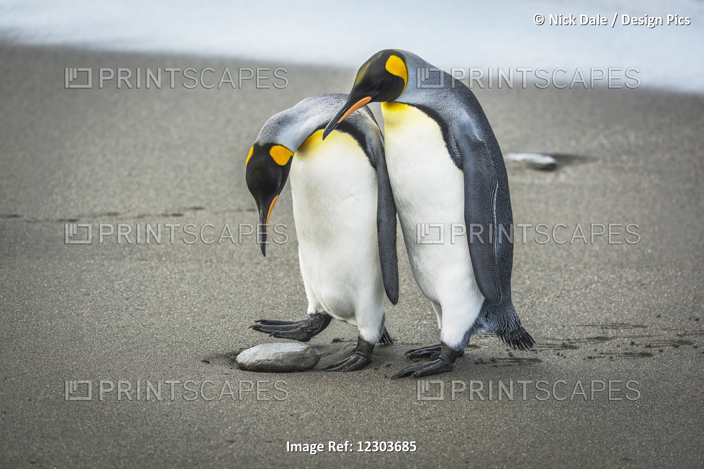 A King Penguin Looks Down And Wonders Whether To Step Over A Pebble On A Sandy ...