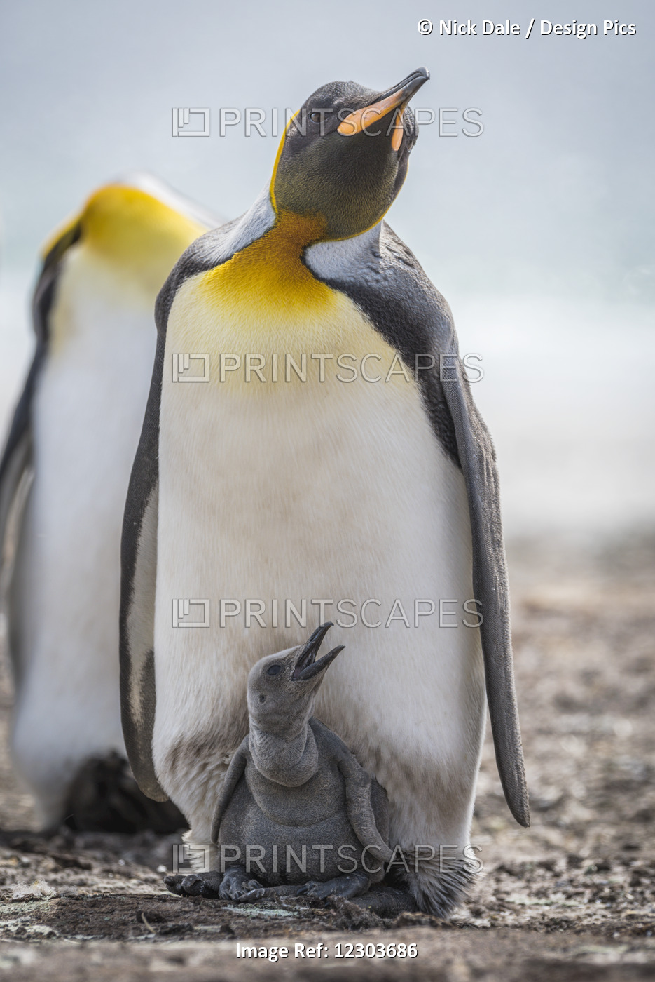 King Penguin (Aptenodytes Patagonicus) With Grey Chick Between Feet; Antarctica