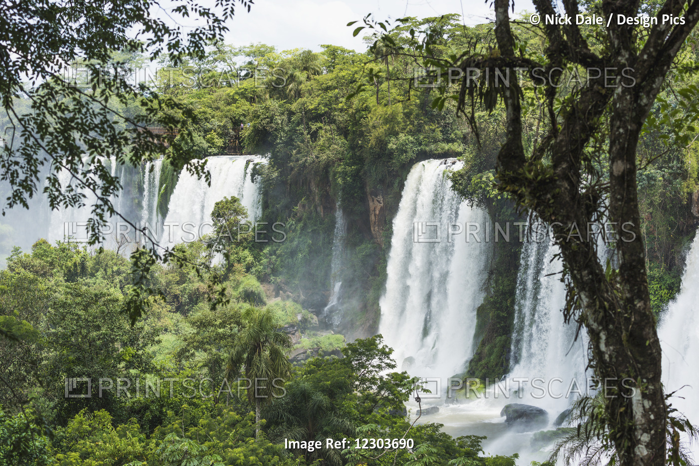 Line Of Iguazu Waterfalls Seen Between Trees; Parana, Brazil