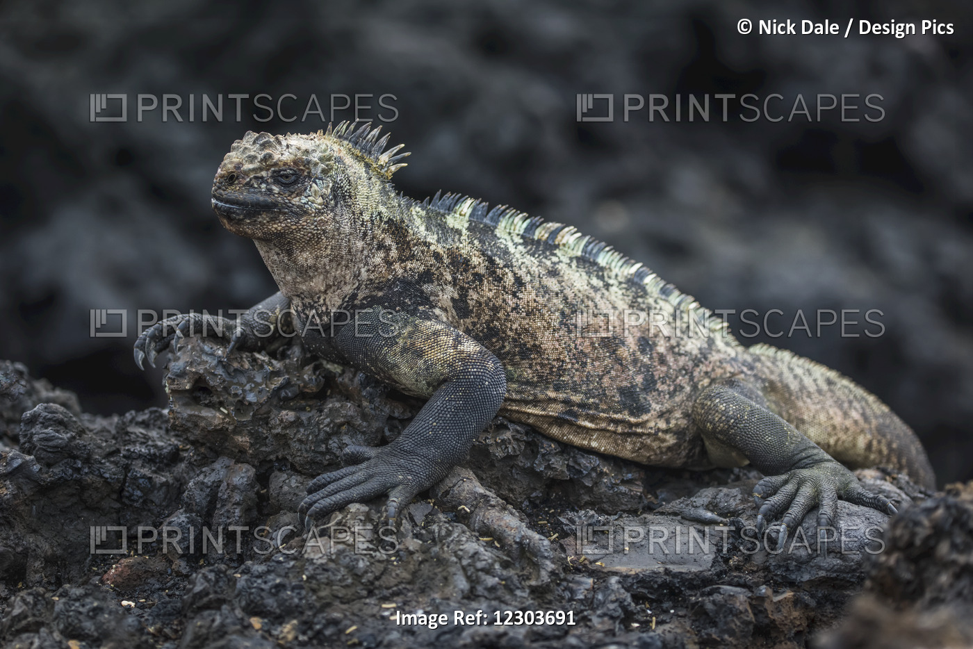 Marine Iguana (Amblyrhynchus Cristatus) Lying On Black Volcanic Rock; Galapagos ...
