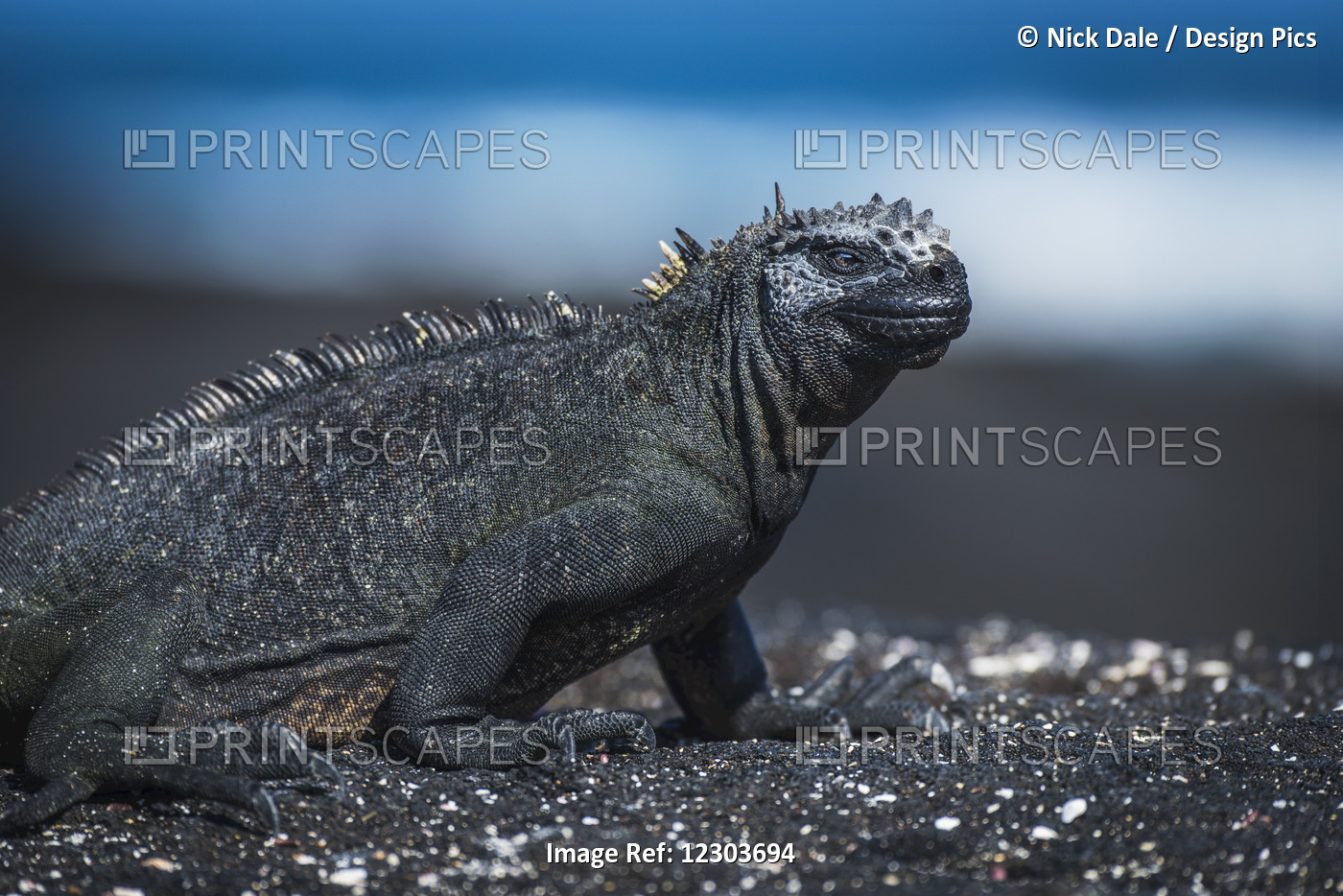 Marine Iguana (Amblyrhynchus Cristatus) Sunbathing On Black Sandy Rock; ...