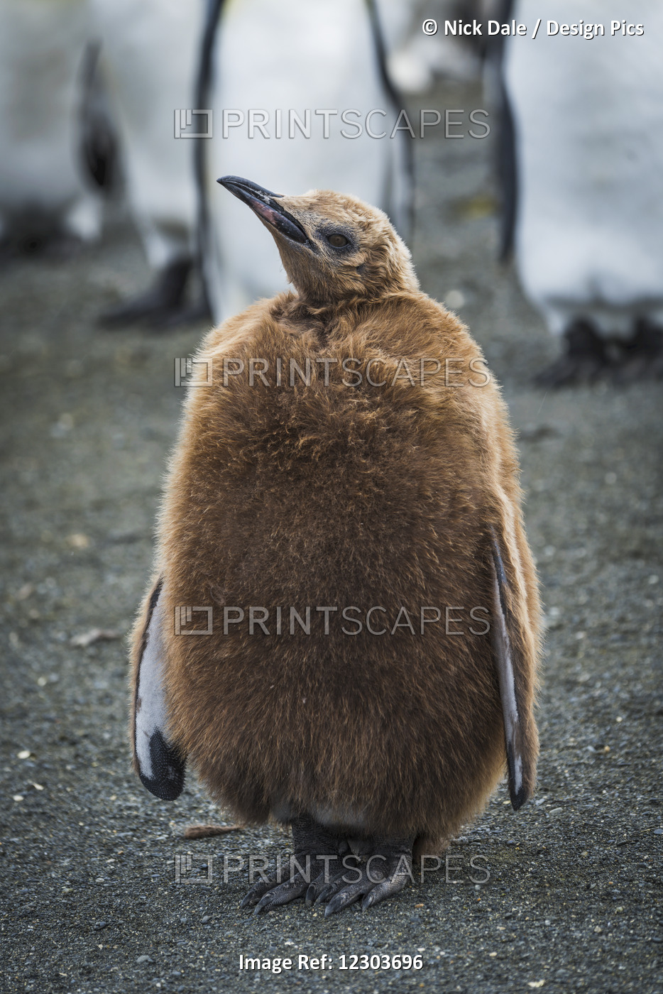 Oakum Boy King Penguin (Aptenodytes Patagonicus) Looking At Camera; Antarctica